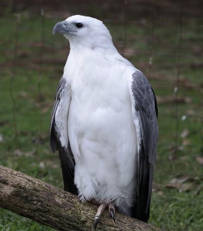 Eagle Poland